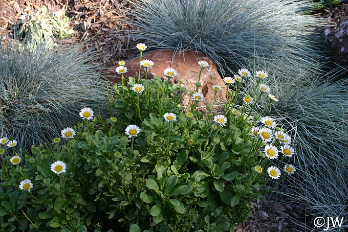 Erigeron glaucus 'White Lights' white seaside daisy