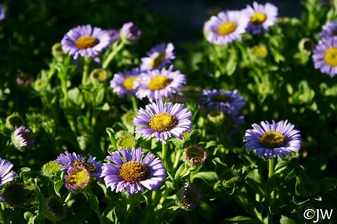 Erigeron glaucus 'Cal Flora' seaside daisy