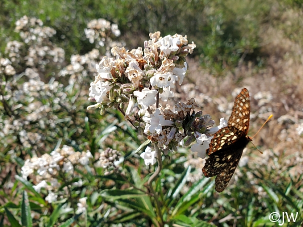 Eriodictyon californicum  yerba santa