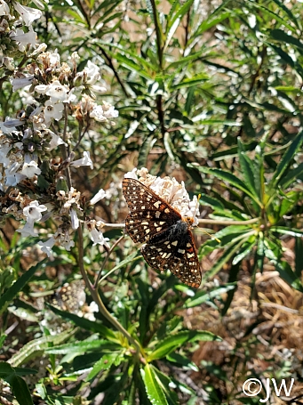 Eriodictyon californicum  yerba santa