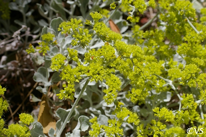 Eriogonum crocatum  saffron buckwheat