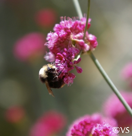 Eriogonum grande var. rubescens  red buckwheat
