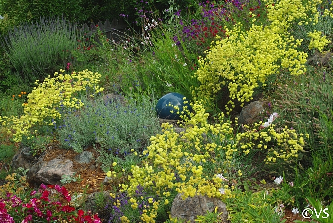 Eriogonum nudum 'Ella Nelson's Yellow' naked buckwheat