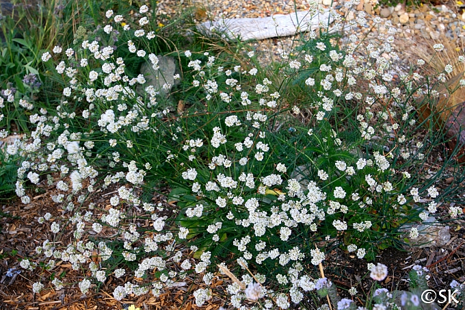 Eriogonum nudum  naked buckwheat