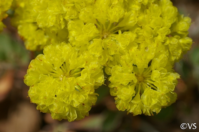 Eriogonum umbellatum var. polyanthum 'Shasta Sulphur' sulphur flower buckwheat