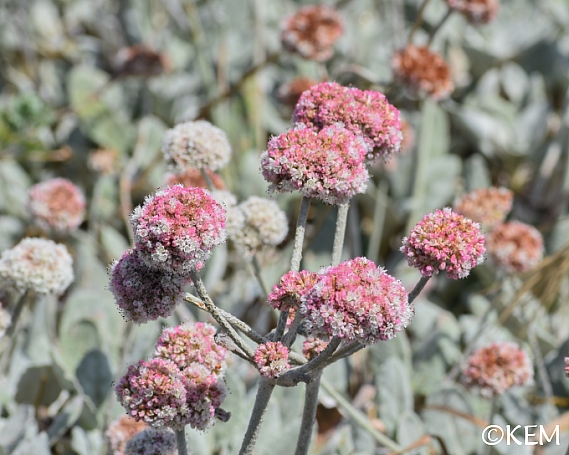 Eriogonum latifolium  coastal bluff buckwheat