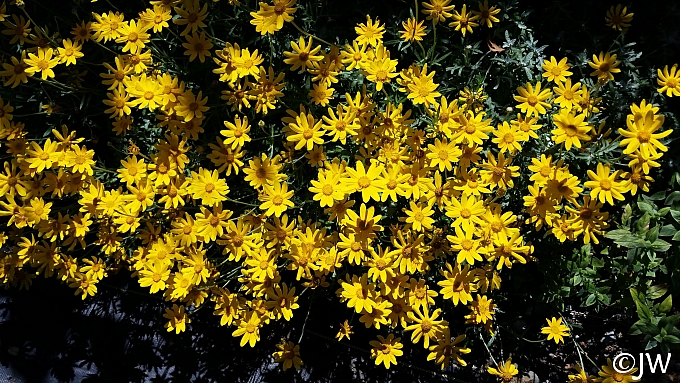 Eriophyllum lanatum 'Siskiyou' woolly sunflower
