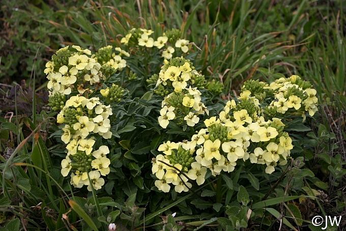 Erysimum concinnum  Point Reyes wallflower