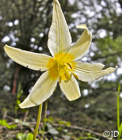 Erythronium oregonum  giant fawn lily