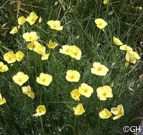 Eschscholzia lobbii  frying pans poppy