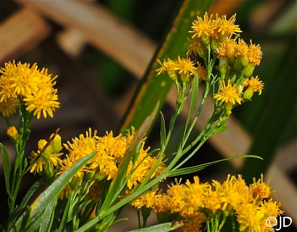 Euthamia occidentalis  western flat topped goldenrod