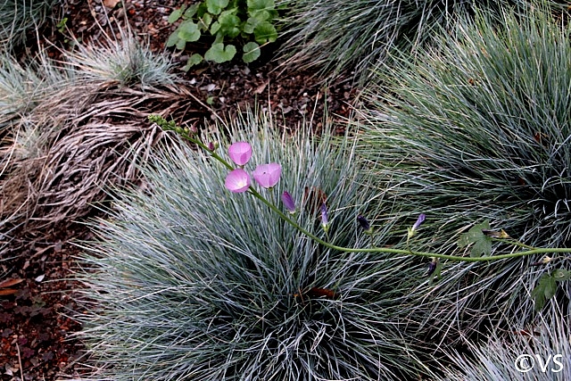 Festuca  'Siskiyou Blue' blue fescue