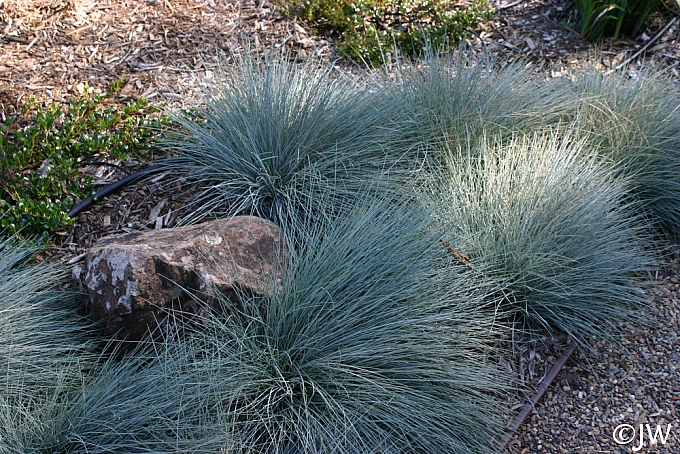 Festuca rubra 'Patrick's Point' creeping red fescue