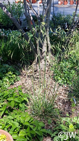 Festuca californica 'Scott Mountain' California fescue