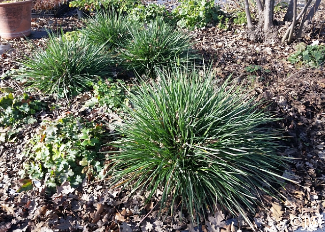 Festuca californica 'Scott Mountain' California fescue