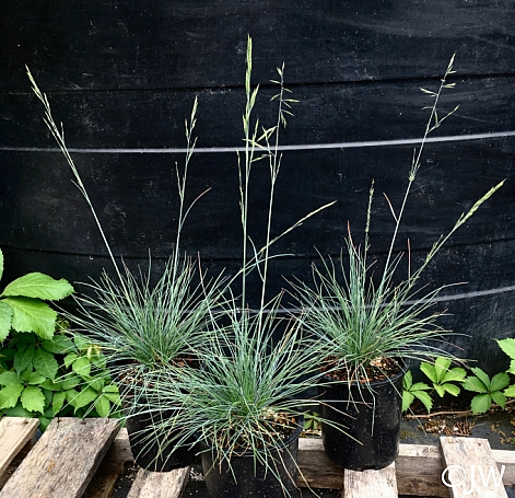 Festuca idahoensis 'Little Bald Hills' Idahoe fescue