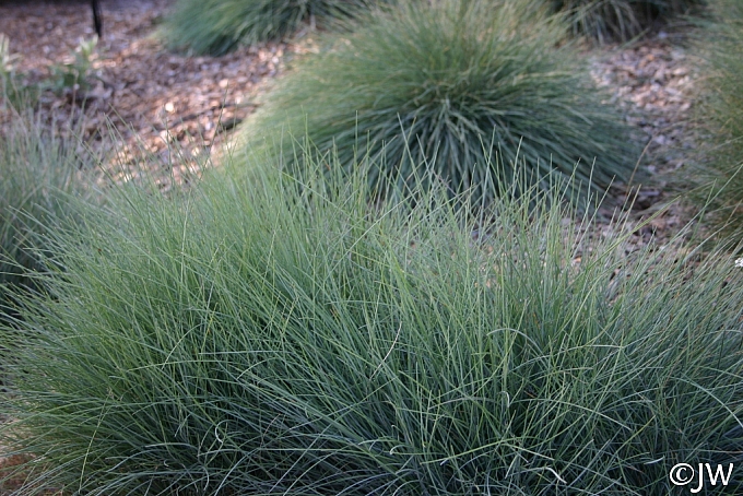 Festuca rubra - Molate strain  creeping red fescue