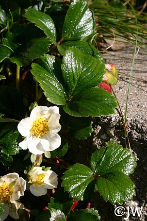 Fragaria chiloensis 'Green Pastures' beach strawberry