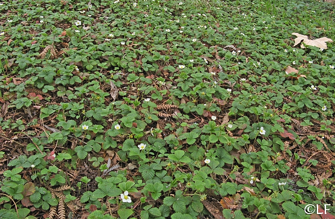 Fragaria vesca  woodland strawberry