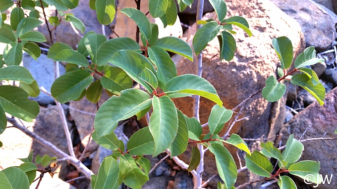 Frangula (Rhamnus) californica ssp. occidentalis  Western California coffeeberry