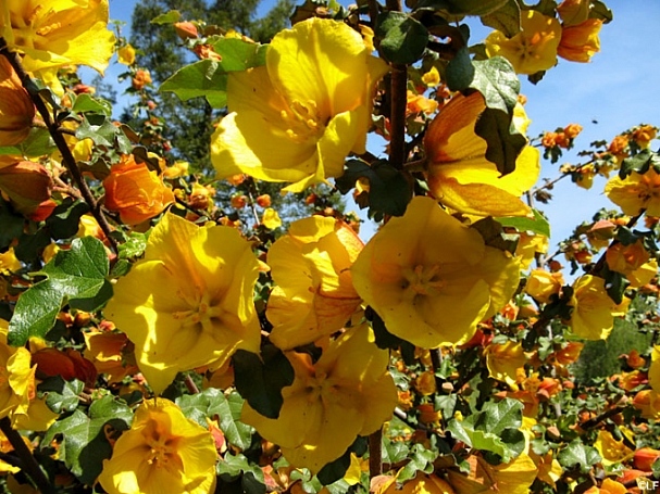 Fremontodendron  'Pacific Sunset' flannel bush