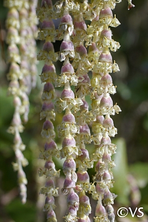 Garrya elliptica  coast silktassel