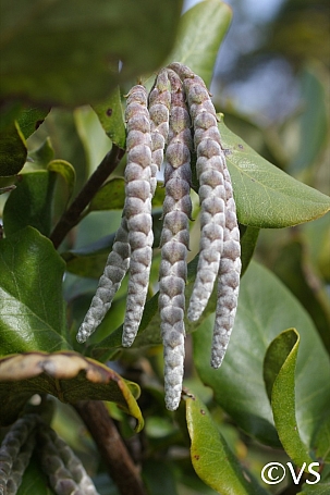 Garrya elliptica  coast silktassel