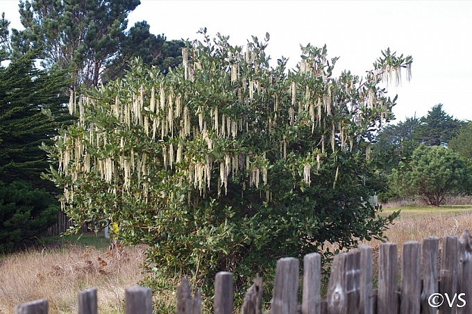 Garrya elliptica  coast silktassel