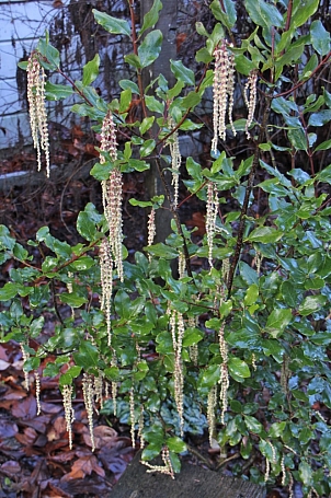 Garrya issaquahensis 'Pat Ballard' silktassel