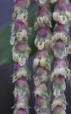 Garrya issaquahensis 'Pat Ballard' silktassel