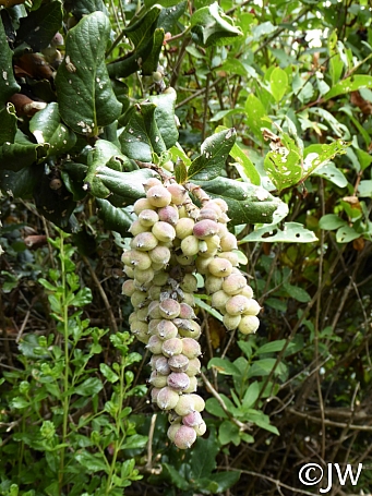 Garrya elliptica  coast silktassel