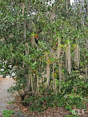 Garrya elliptica 'Evie' coast silktassel
