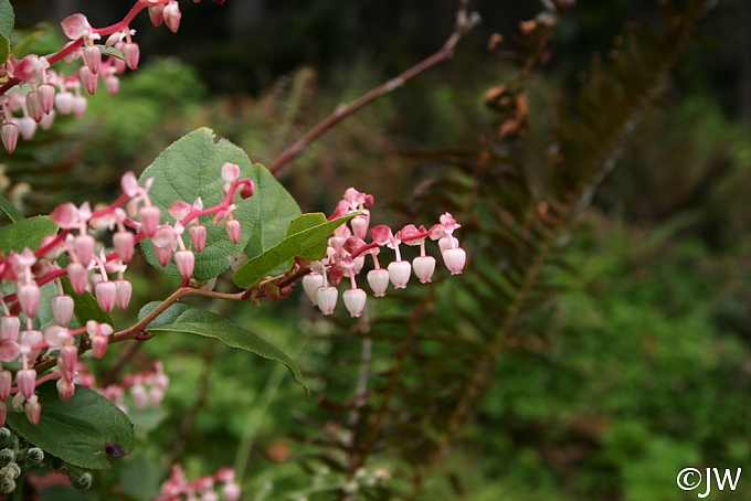 Gaultheria  shallon  salal