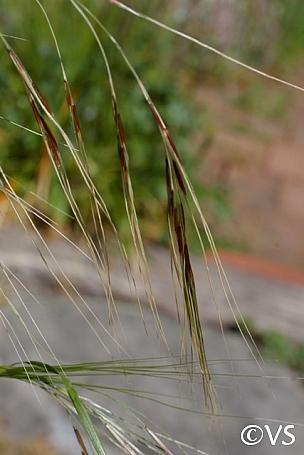 Stipa (Nassella) pulchra  purple needlegrass