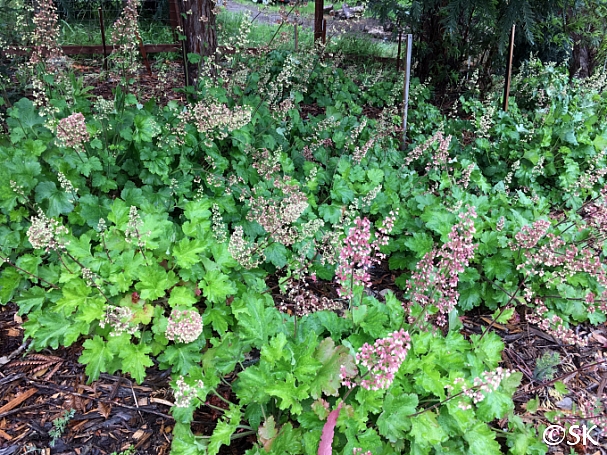 Heuchera maxima  Island alum root
