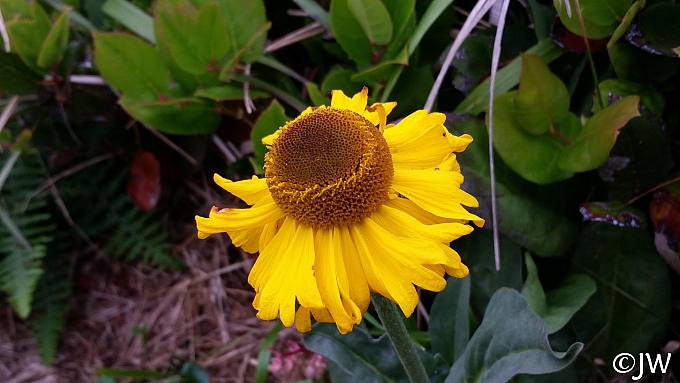 Helenium bolanderi  coastal sneezeweed