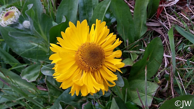 Helenium bolanderi  coastal sneezeweed