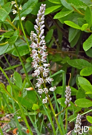 Hastingsia alba  rush lily