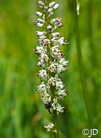 Hastingsia alba  rush lily