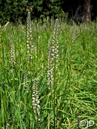 Hastingsia alba  rush lily