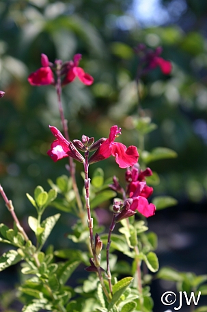 Salvia microphylla 'Heatwave Blaze' sage