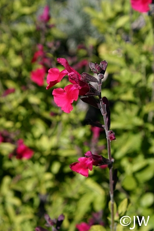 Salvia microphylla 'Heatwave Blaze' sage