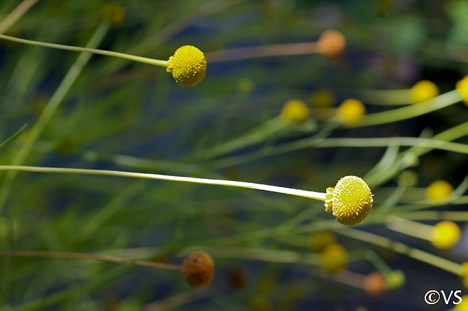 Helenium puberulum  rosilla