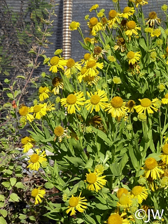 Helenium autumnale  autumn sneezeweed