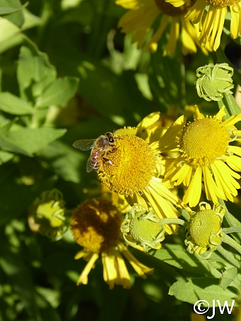 Helenium autumnale  autumn sneezeweed