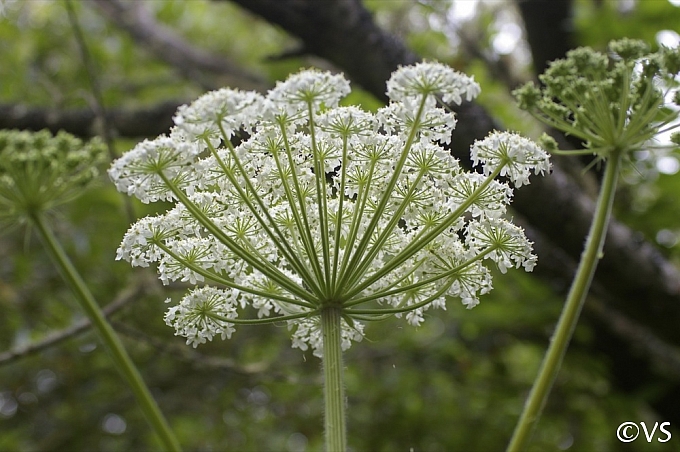 Heracleum maximum  cow parsnip