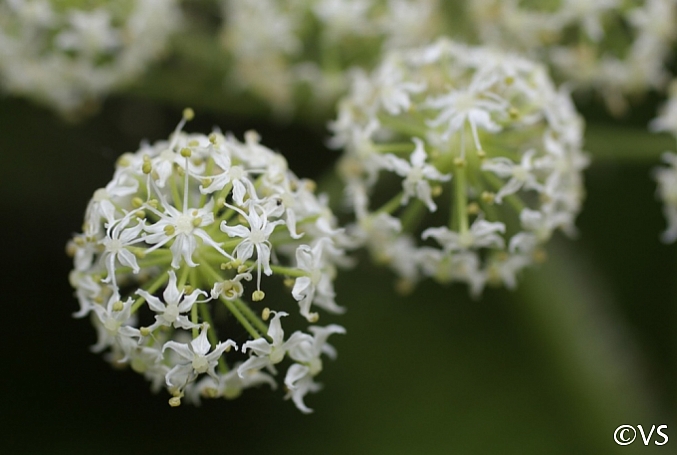 Heracleum maximum  cow parsnip