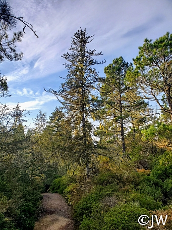 Hesperocyparis pygmaea  pygmy cypress