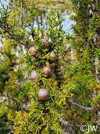 Hesperocyparis pygmaea  pygmy cypress