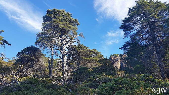 Hesperocyparis sargentii  Sargent cypress